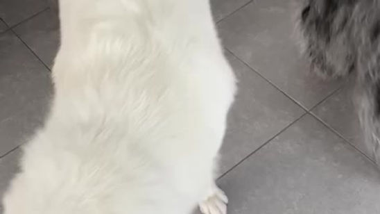 Pet Kennel video 2